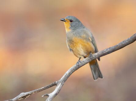 The vulnerable red-lored whistler (Pachycephala rufogularis) is a mallee specialist. Photo JJ Harrison CC BY-SA 3.0. mallee birds