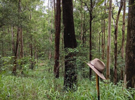 Surveying NSW Biodiversity Conservation Trust management plots, northern NSW for restoration by design. Photo: Josh Lee