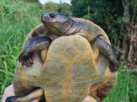 The Mary river project is monitoring threatened species like the Mary River turtle. Image: Kaitlyn Houghton (DESI)
