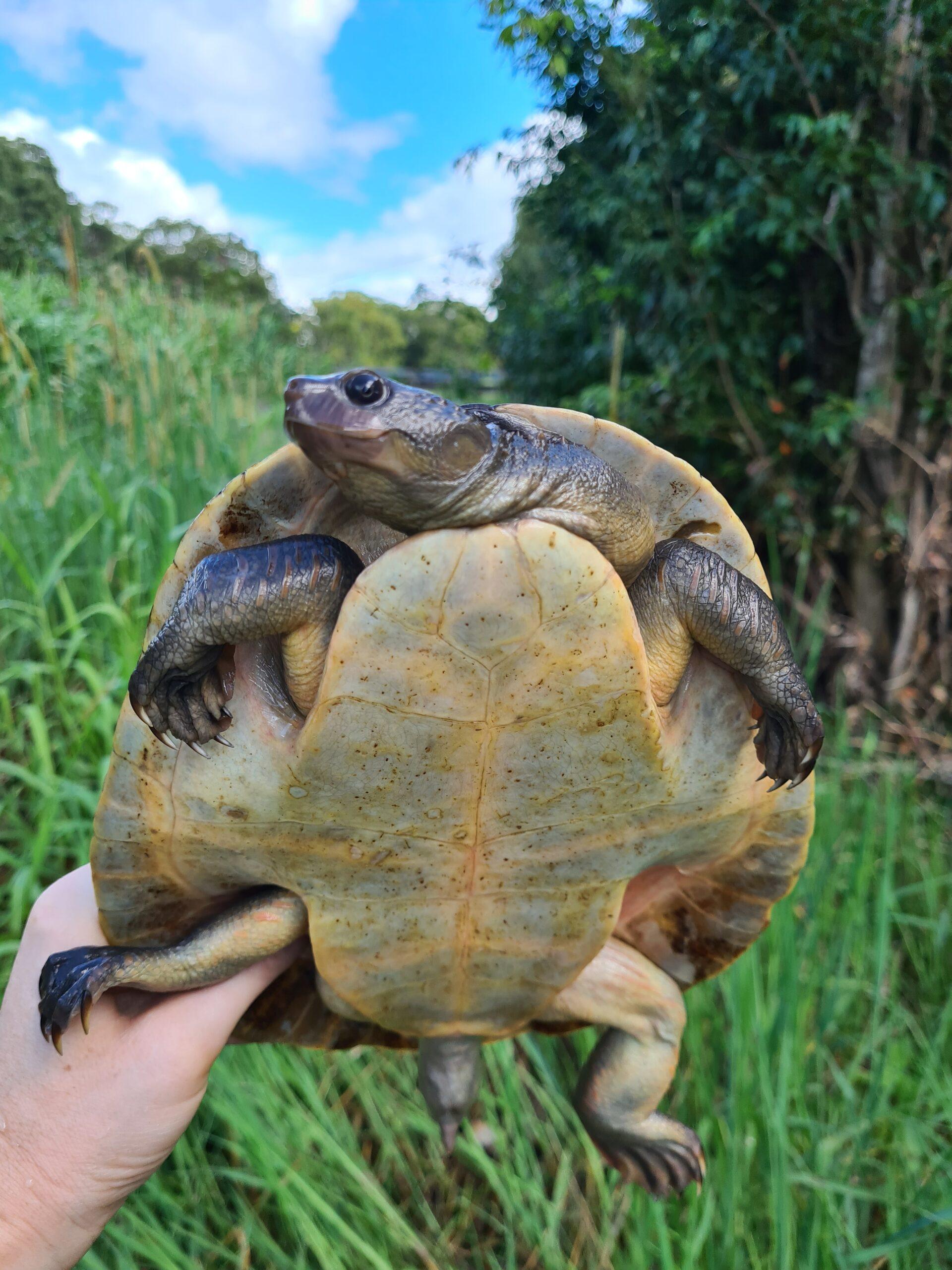 The Mary river project is monitoring threatened species like the Mary River turtle. Image: Kaitlyn Houghton (DESI)