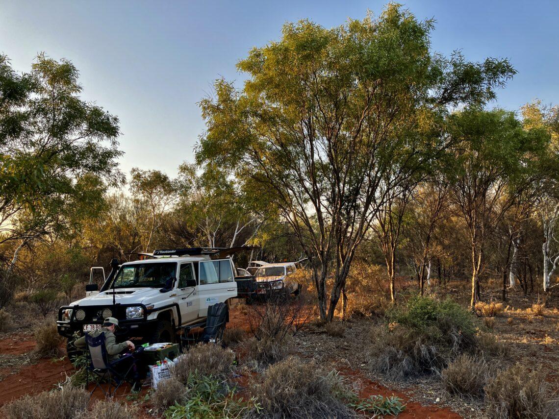 Sampling likely ground-water dependant tree species in the Western Davenport region.