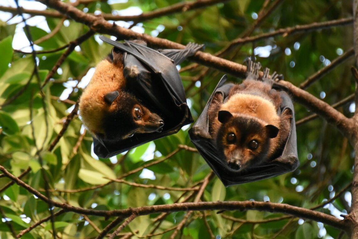 Predicting dangerous heat events for spectacled flying-foxes - NESP ...