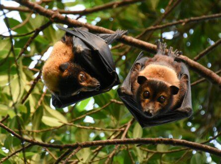Spectacled flying fox. By rollier CC BY-NC 4.0.