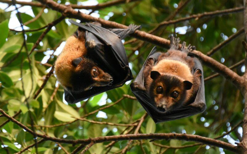 Spectacled flying fox. By rollier CC BY-NC 4.0.