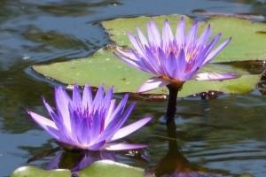 Water Lily (Nymphaea violacea). Photo: gailhampshire CC-BY 2.0