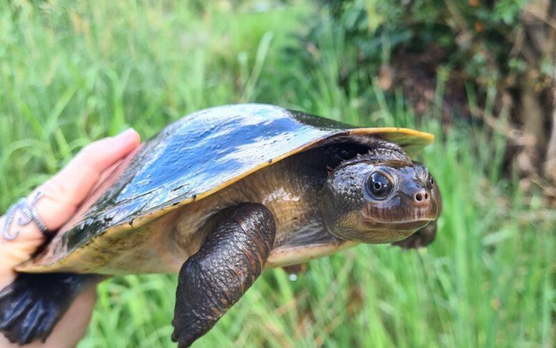 The Mary river project is monitoring threatened species like the Mary River turtle. Image: Kaitlyn Houghton (DESI)