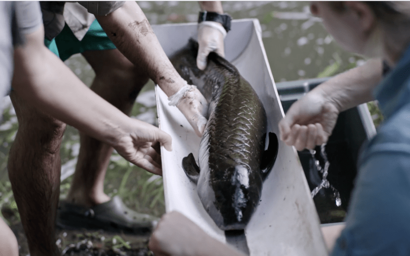 A group of scientists measure and weigh a lung fish on the banks of a river.