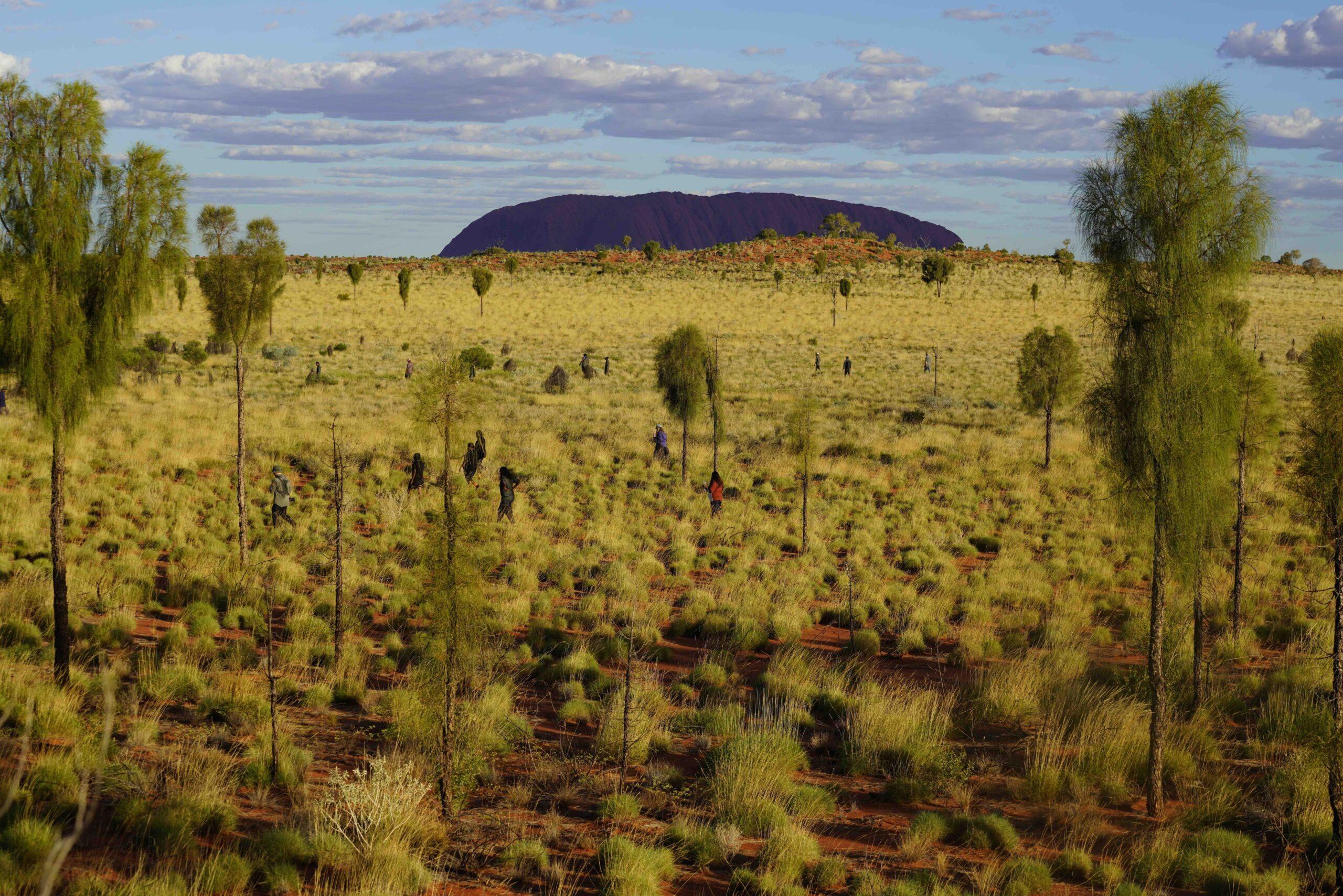 Uluru in the background, researchers in the foreground, searching for skinks.