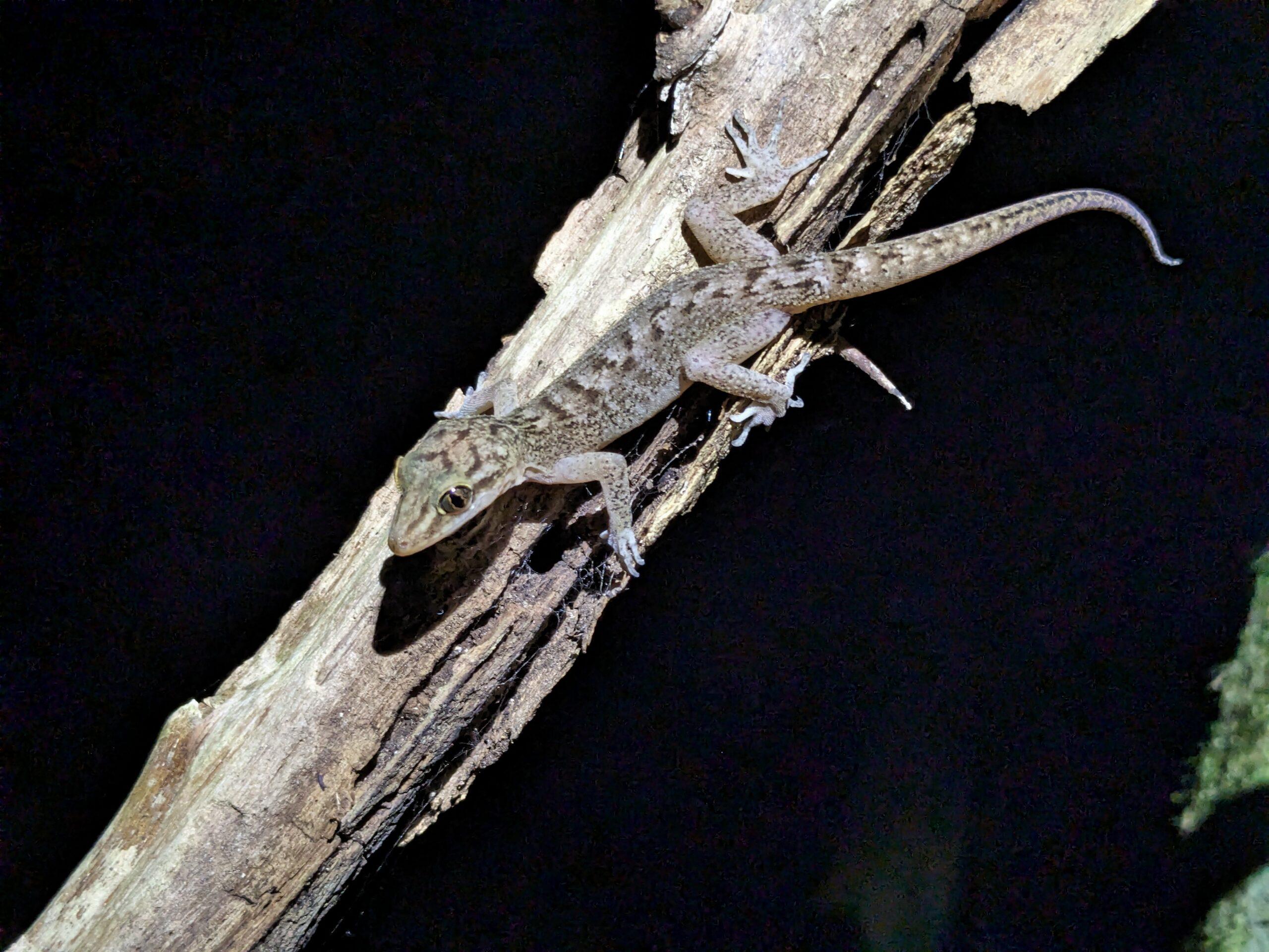A small grey lizard on a branch