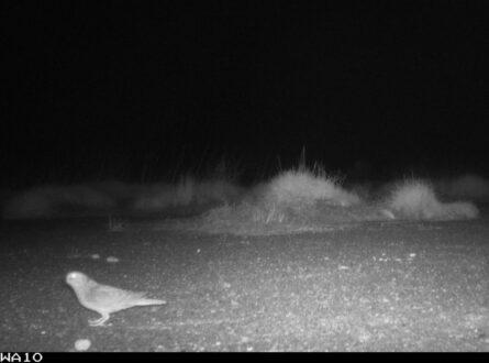 A black and white photo of a small bird on the ground