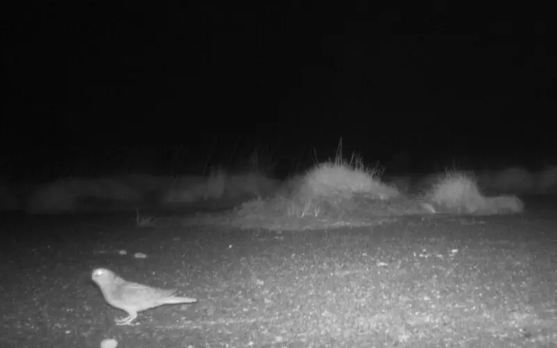 A black and white photo of a small bird on the ground