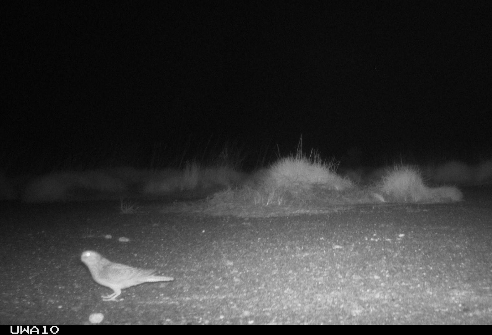 A black and white photo of a small bird on the ground