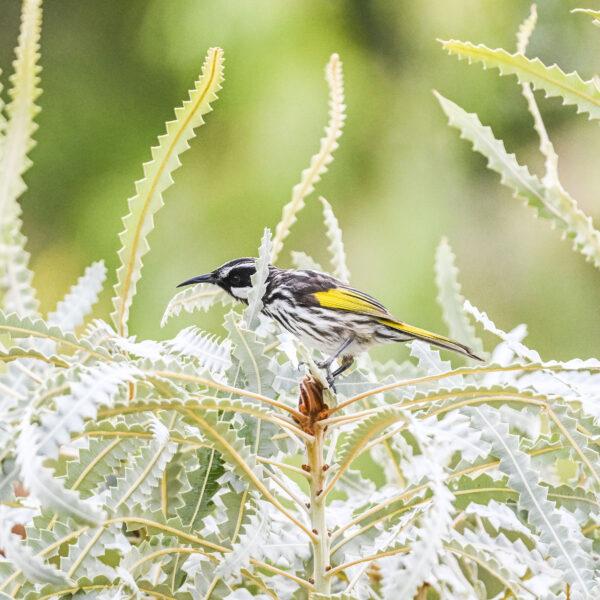 White cheeked honey eater on a banksia