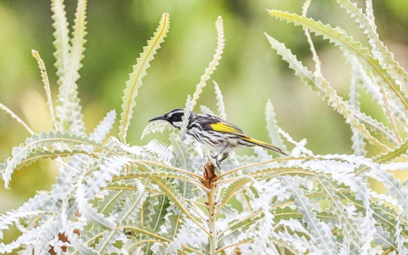 White cheeked honey eater on a banksia