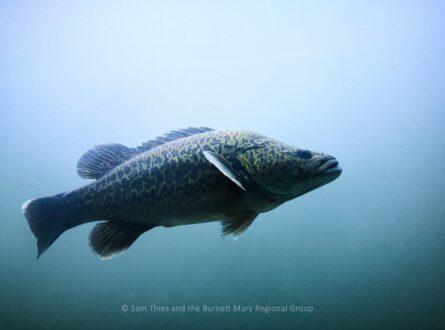 a large freshwater fish swimming in clear water