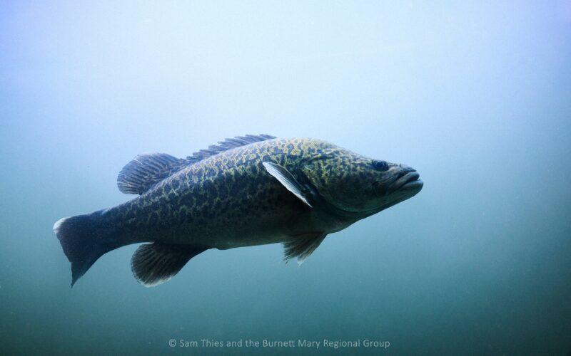 a large freshwater fish swimming in clear water