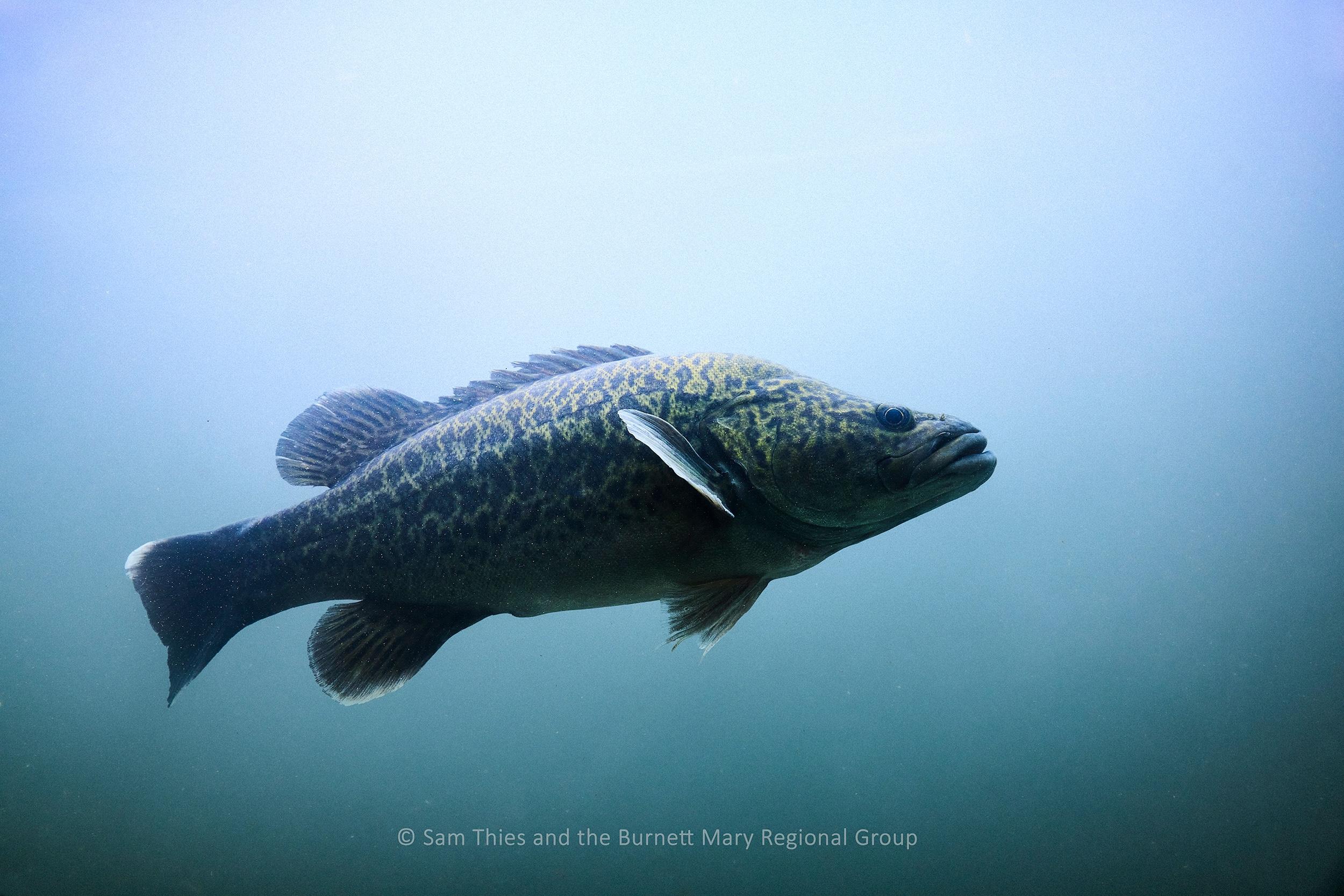 a large freshwater fish swimming in clear water