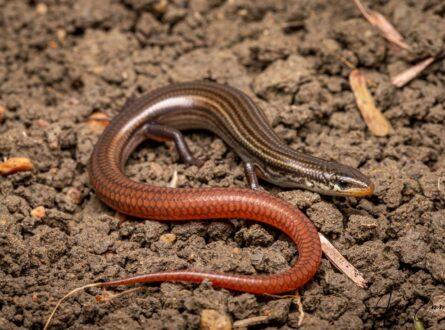 Lyons grassland skink