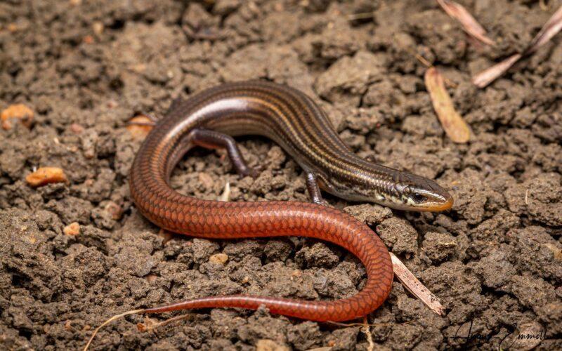 Lyons grassland skink