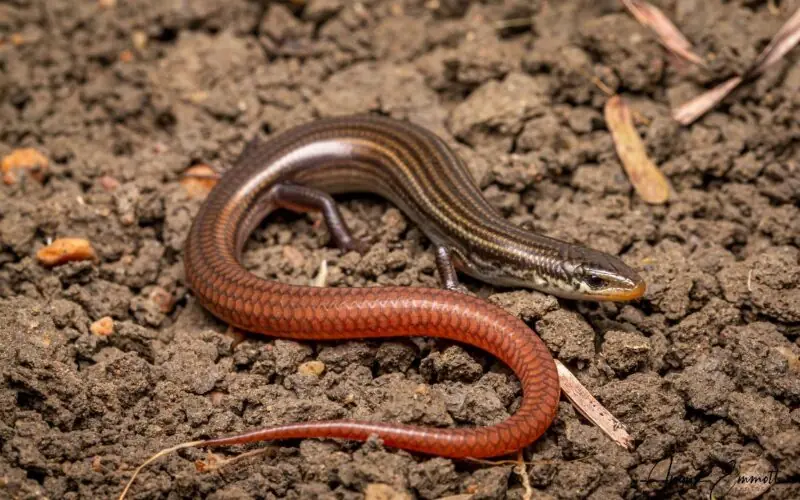 Lyons grassland skink