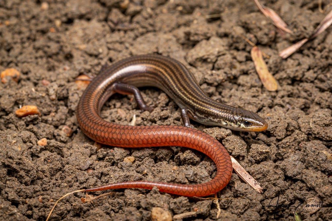 Lyons grassland skink