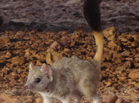 A kowari stands alert with its black brushy tail raised.