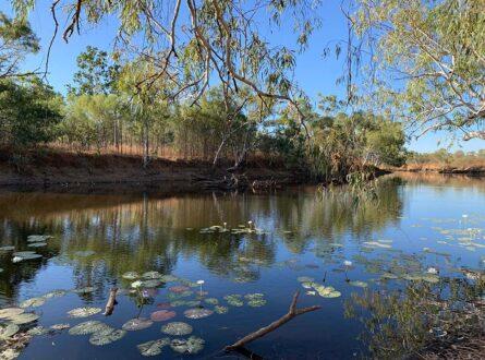 A river pool on an inland river, with water Lillies floating on the water's surface.