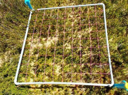 An indexed quadrat lying on the ground.