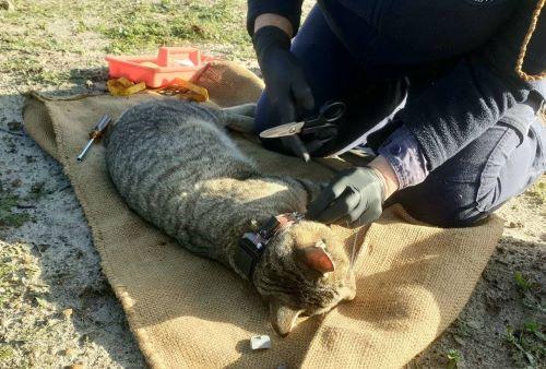 A sedated feral cat being fit with a GPS collar. Photo: Luke Emerson