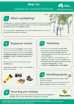 Spotlighting for arboreal mammals (info sheet)