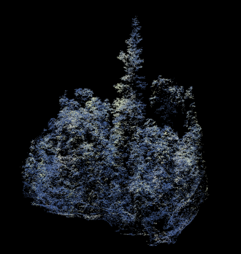 LiDAR image of 77 metre hoop pine (Araucaria cunninghamii) (Norman 2025)