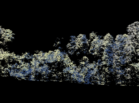 LiDAR forest cross section. (Patrick Norman 2025)