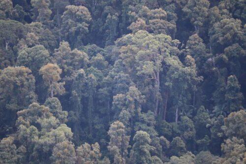 Old growth forest in Border Ranges NP. Photo by Patrick Norman