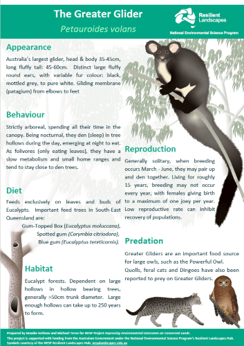 The greater glider (thumbnail)