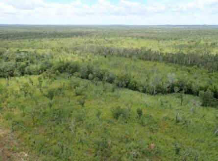 Gamba along riparian areas in Litchfield. Photo: NESP Resilient Landscapes Hub
