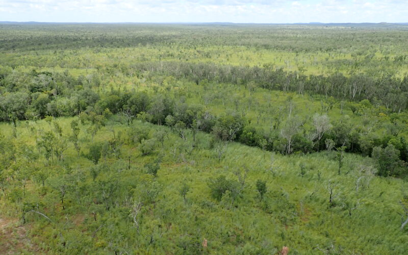 Gamba along riparian areas in Litchfield. Photo: NESP Resilient Landscapes Hub