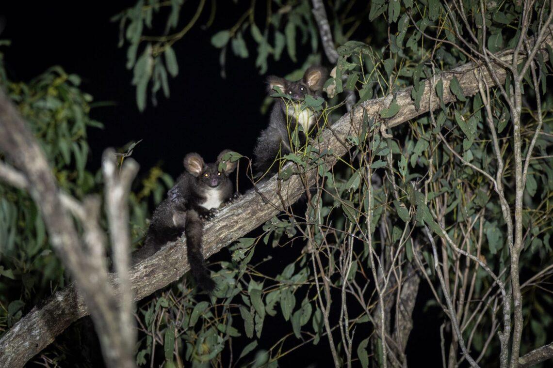 Greater gliders found on private land under spotlight. Photo: Nicolas Rakotopare