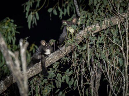 Greater gliders found on private land under spotlight. Photo: Nicolas Rakotopare