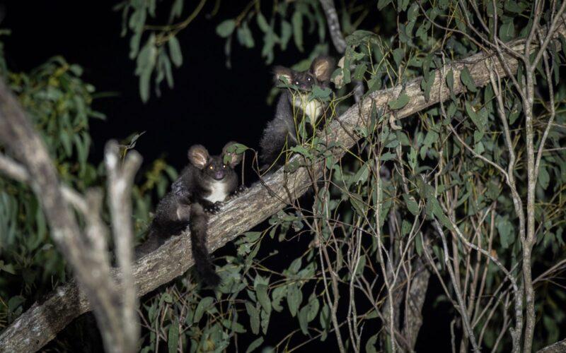 Greater gliders found on private land under spotlight. Photo: Nicolas Rakotopare