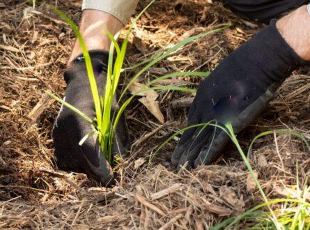 Planting tube stock, bush regeneration photo by Janelle via AdobeStock_295763743 16_9