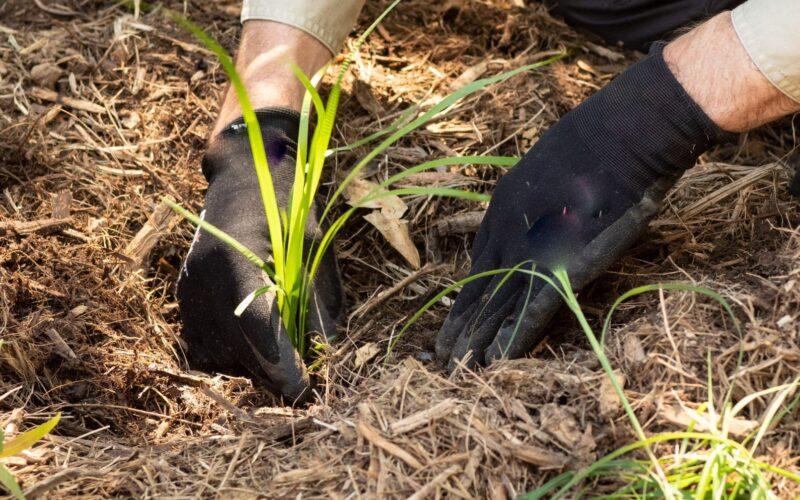 Planting tube stock, bush regeneration photo by Janelle via AdobeStock_295763743 16_9