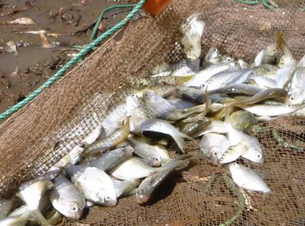 Seine net sampling reveals fish inhabiting a floodplain pool. (Photo by Leah Beesley, NESP Resilient Landscapes)