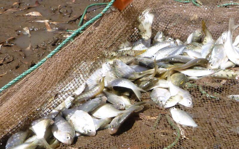 Seine net sampling reveals fish inhabiting a floodplain pool. (Photo by Leah Beesley, NESP Resilient Landscapes)