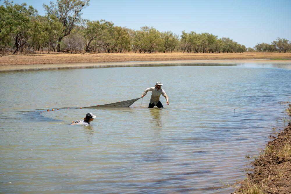 NESP Resilient Landscapes Hub researchers Dr Oliver Pratt and Dr Leah Beesley seine netting a floodplain pool which gives insights into the fish communities of the Martuwarra Fitzroy River. (Photo by Michael Douglas, NESP Resilient Landscapes)