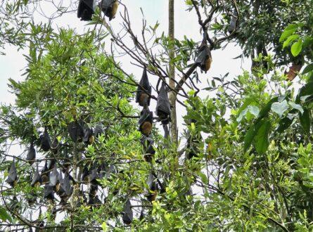 Sleeping spectacled flying-foxes Photo: Emmeline Norris