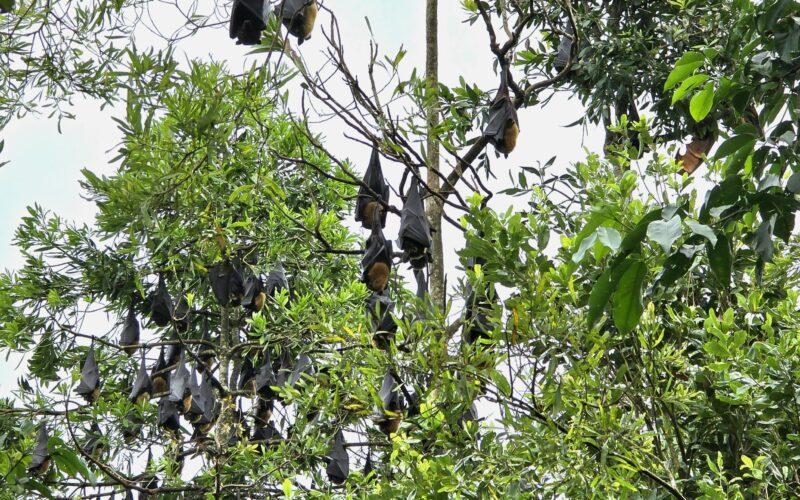 Sleeping spectacled flying-foxes Photo: Emmeline Norris