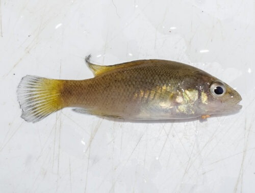 A Bloomfield River cod (Photo: Australian Rivers Institute/NESP)