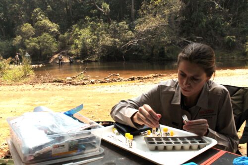 Dr Kaitlyn O’Mara processes invertebrate samples, which will could determine the Bloomfield River cod’s diet (Photo: Australian Rivers Institute / NESP)