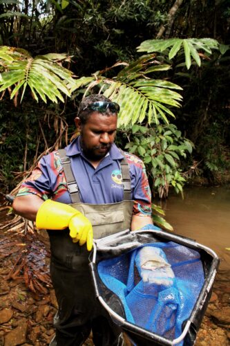 Jabalbina Ranger Eric Murgha holds a Bloomfield River cod. (Photo: Australian Rivers Institute / NESP)