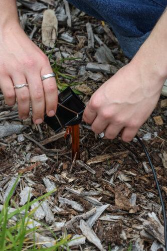 Clipping a contact microphone onto an acoustic probe which is inserted 10-15cm into the soil. Photo: Flinders University/NESP 